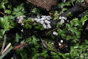  ( - HAY-F-004713)  @11 [ ] by-nc (2023) Taye Bright Fungal Diversity Survey