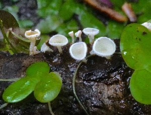  ( - HAY-F-004713)  @11 [ ] by-nc (2023) Taye Bright Fungal Diversity Survey