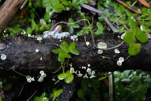  ( - HAY-F-004713)  @11 [ ] by-nc (2023) Taye Bright Fungal Diversity Survey