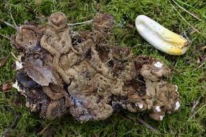  ( - HAY-F-004714)  @11 [ ] by-nc (2023) Taye Bright Fungal Diversity Survey