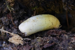  ( - HAY-F-004714)  @11 [ ] by-nc (2023) Taye Bright Fungal Diversity Survey