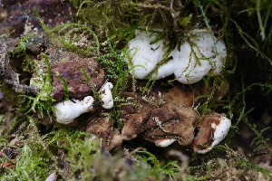  ( - HAY-F-004714)  @11 [ ] by-nc (2023) Taye Bright Fungal Diversity Survey