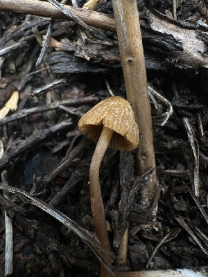  ( - HAY-F-005602)  @11 [ ] c (2023) Rudy Diaz Fungal Diversity Survey