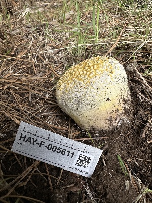  ( - HAY-F-005611)  @11 [ ] c (2023) Rudy Diaz Fungal Diversity Survey