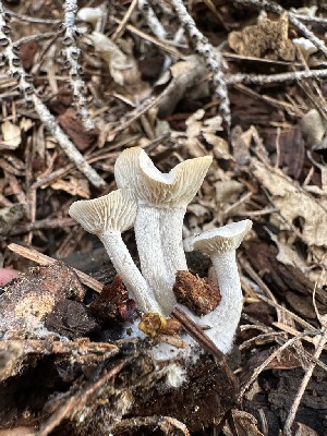  ( - HAY-F-005728)  @11 [ ] c (2023) Rudy Diaz Fungal Diversity Survey