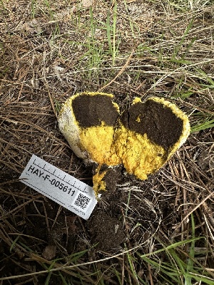  ( - HAY-F-005611)  @11 [ ] c (2023) Rudy Diaz Fungal Diversity Survey