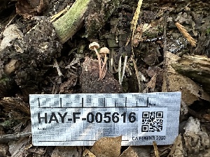  ( - HAY-F-005616)  @11 [ ] c (2023) Rudy Diaz Fungal Diversity Survey