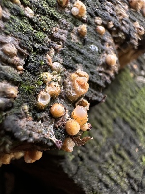  ( - HAY-F-005725)  @11 [ ] c (2023) Rudy Diaz Fungal Diversity Survey