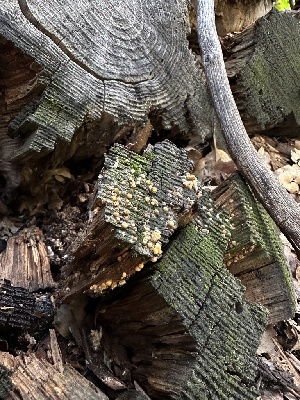  ( - HAY-F-005725)  @11 [ ] c (2023) Rudy Diaz Fungal Diversity Survey