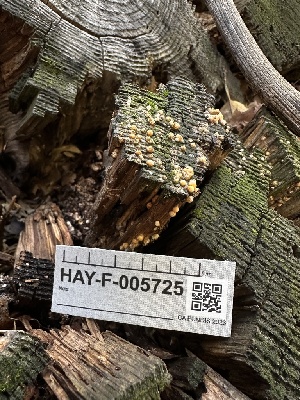  ( - HAY-F-005725)  @11 [ ] c (2023) Rudy Diaz Fungal Diversity Survey