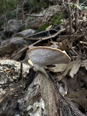  (Cerioporus - HAY-F-005729)  @11 [ ] c (2023) Rudy Diaz Fungal Diversity Survey
