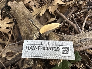  ( - HAY-F-005729)  @11 [ ] c (2023) Rudy Diaz Fungal Diversity Survey