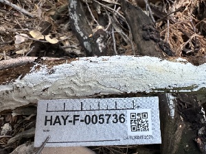  ( - HAY-F-005736)  @11 [ ] c (2023) Rudy Diaz Fungal Diversity Survey