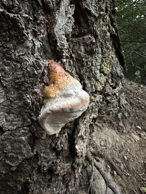  ( - HAY-F-005737)  @11 [ ] c (2023) Rudy Diaz Fungal Diversity Survey