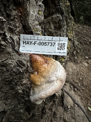  ( - HAY-F-005737)  @11 [ ] c (2023) Rudy Diaz Fungal Diversity Survey