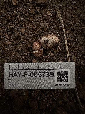  ( - HAY-F-005739)  @11 [ ] c (2023) Rudy Diaz Fungal Diversity Survey