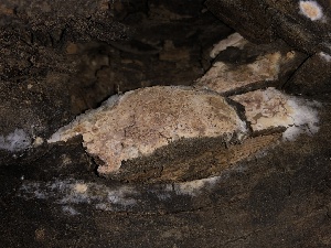  (Hyphoderma sp. 2 LR-2015 - HAY-F-006711)  @11 [ ] by-nc (2023) Dean Lyons Fungal Diversity Survey