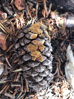  ( - HAY-F-006713)  @11 [ ] by-nc (2023) Dean Lyons Fungal Diversity Survey