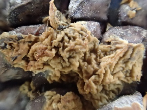  ( - HAY-F-006713)  @11 [ ] by-nc (2023) Dean Lyons Fungal Diversity Survey