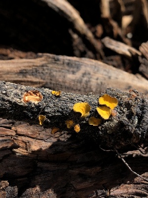  ( - HAY-F-006712)  @11 [ ] by-nc (2023) Dean Lyons Fungal Diversity Survey