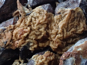 ( - HAY-F-006713)  @11 [ ] by-nc (2023) Dean Lyons Fungal Diversity Survey
