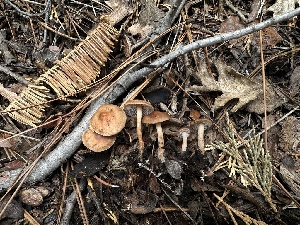  ( - HAY-F-005742)  @11 [ ] c (2023) Rudy Diaz Fungal Diversity Survey