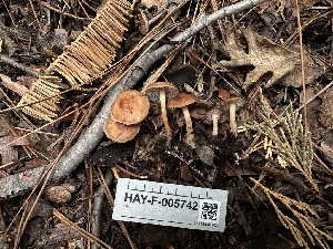  ( - HAY-F-005742)  @11 [ ] c (2023) Rudy Diaz Fungal Diversity Survey