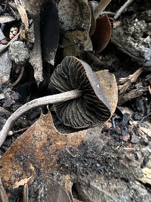  ( - HAY-F-005754)  @11 [ ] c (2023) Rudy Diaz Fungal Diversity Survey