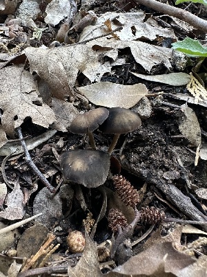  (Panaeolus sp. CA01 - HAY-F-005754)  @11 [ ] c (2023) Rudy Diaz Fungal Diversity Survey