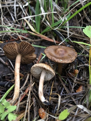  ( - HAY-F-006728)  @11 [ ] by-nc (2023) Dean Lyons Fungal Diversity Survey