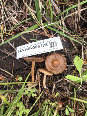  ( - HAY-F-006728)  @11 [ ] by-nc (2023) Dean Lyons Fungal Diversity Survey