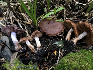 ( - HAY-F-006726)  @11 [ ] by-nc (2023) Dean Lyons Fungal Diversity Survey