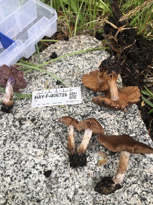  ( - HAY-F-006726)  @11 [ ] by-nc (2023) Dean Lyons Fungal Diversity Survey