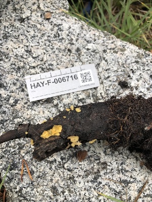  ( - HAY-F-006716)  @11 [ ] by-nc (2023) Dean Lyons Fungal Diversity Survey