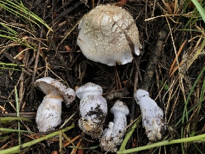  ( - HAY-F-006725)  @11 [ ] by-nc (2023) Dean Lyons Fungal Diversity Survey