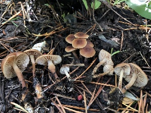  ( - HAY-F-006720)  @11 [ ] by-nc (2023) Dean Lyons Fungal Diversity Survey