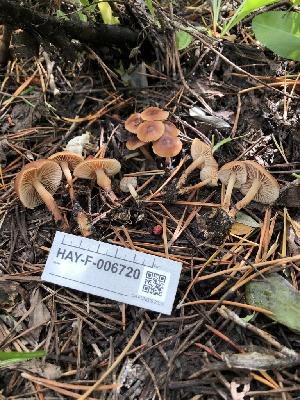  ( - HAY-F-006720)  @11 [ ] by-nc (2023) Dean Lyons Fungal Diversity Survey
