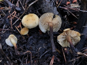  (Flammulina rossica - HAY-F-006686)  @11 [ ] by-nc (2023) Dean Lyons Fungal Diversity Survey