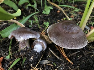  ( - HAY-F-006687)  @11 [ ] by-nc (2023) Dean Lyons Fungal Diversity Survey