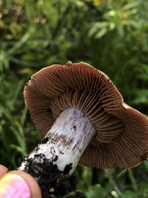  ( - HAY-F-006687)  @11 [ ] by-nc (2023) Dean Lyons Fungal Diversity Survey