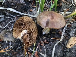  ( - HAY-F-006721)  @11 [ ] by-nc (2023) Dean Lyons Fungal Diversity Survey