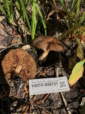  ( - HAY-F-006721)  @11 [ ] by-nc (2023) Dean Lyons Fungal Diversity Survey