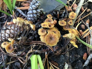  ( - HAY-F-006722)  @11 [ ] by-nc (2023) Dean Lyons Fungal Diversity Survey