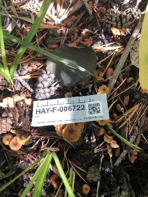  ( - HAY-F-006722)  @11 [ ] by-nc (2023) Dean Lyons Fungal Diversity Survey