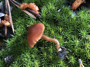  (Rhodophana - HAY-F-006681)  @11 [ ] by-nc (2023) Dean Lyons Fungal Diversity Survey