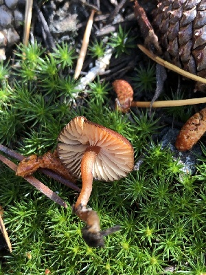  ( - HAY-F-006681)  @11 [ ] by-nc (2023) Dean Lyons Fungal Diversity Survey