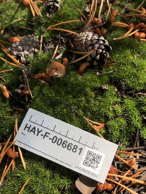  ( - HAY-F-006681)  @11 [ ] by-nc (2023) Dean Lyons Fungal Diversity Survey