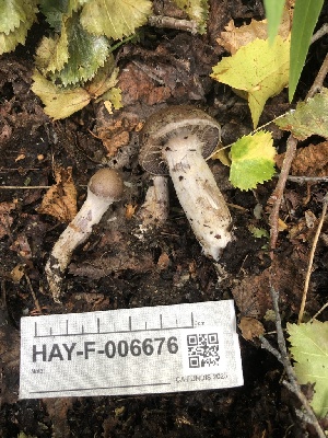  ( - HAY-F-006676)  @11 [ ] by-nc (2023) Dean Lyons Fungal Diversity Survey