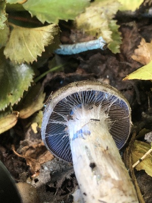  ( - HAY-F-006676)  @11 [ ] by-nc (2023) Dean Lyons Fungal Diversity Survey