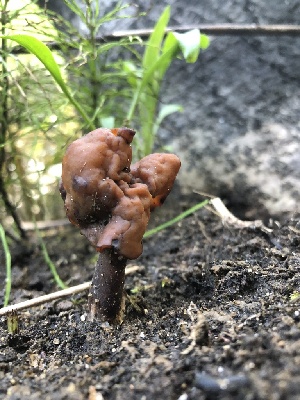  ( - HAY-F-006675)  @11 [ ] by-nc (2023) Dean Lyons Fungal Diversity Survey
